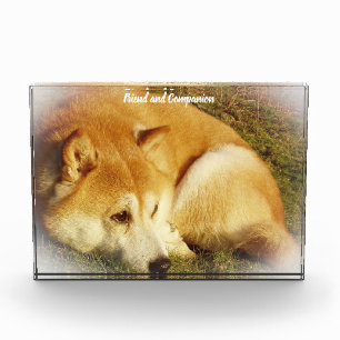 Shiba Inu Hund. Fotoblock