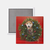 Shiba Inu Hund sitzend im Weihnachtskranz Magnet (Vorderseite/Rückseite)