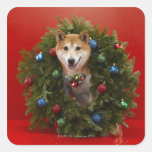 Shiba Inu Hund sitzend im Weihnachtskranz Quadratischer Aufkleber