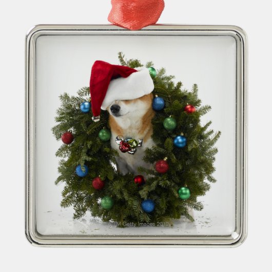 Shiba Inu Hundtragende Weihnachtsmannmütze, die Silbernes Ornament (Vorne)