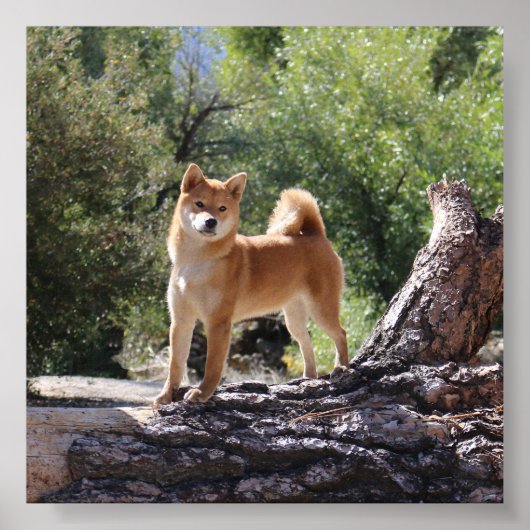 Shiba Inu Poster (Vorne)