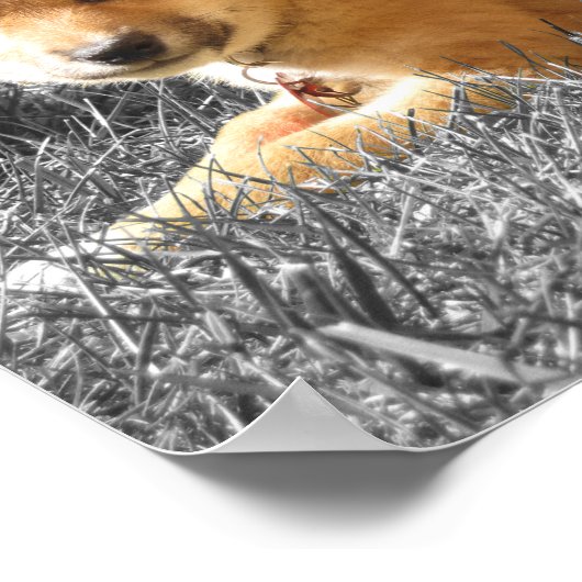 Shiba Inu Poster (Ecke)