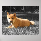 Shiba Inu Poster (Vorne)