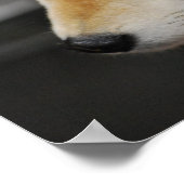 Shiba Inu Poster (Ecke)