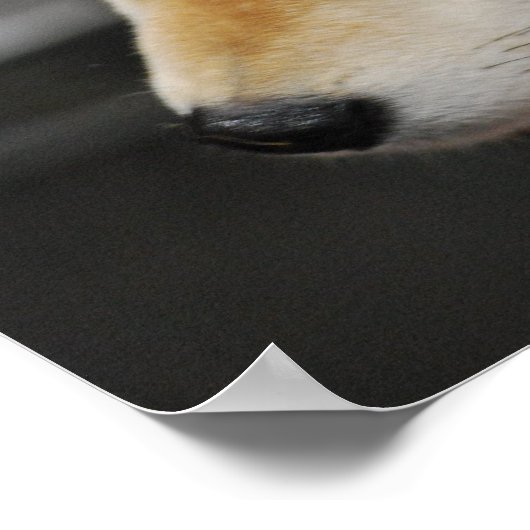 Shiba Inu Poster (Ecke)