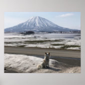 Shiba Inu Poster (Vorne)