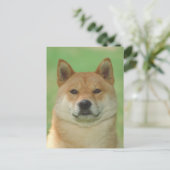 Shiba Inu Postkarte (Stehend Vorderseite)