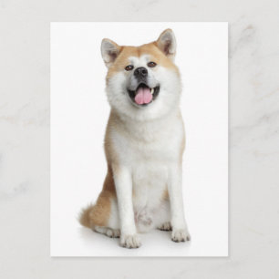 Shiba Inu Puppy Dog Greeting Post Card Postkarte
