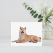 Shiba Inu Puppy Dog Grußkarte Postkarte (Stehend Vorderseite)