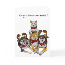 Shiba Inu Sisters Kikko Sasha Momo Hina