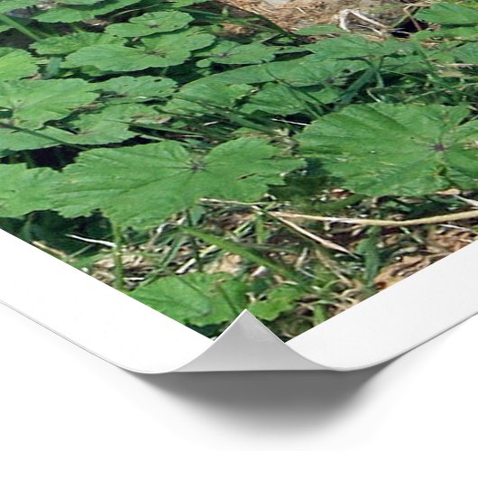 Shiba Inu Walking Poster (Ecke)