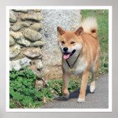 Shiba Inu Walking Poster (Vorne)