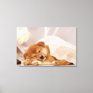 Shiba Inu Welpe, der unter einem Nettovorhang Leinwanddruck