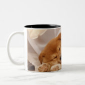 Shiba Inu Welpe, der unter einem Nettovorhang Zweifarbige Tasse (Links)