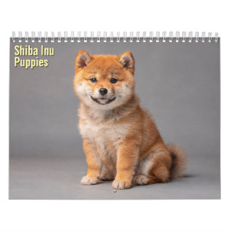 Shiba Inu Welpen 2027 Kalender