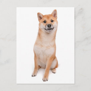 Shiba Inu Welpen-Hund Grüßkarte Postkarte