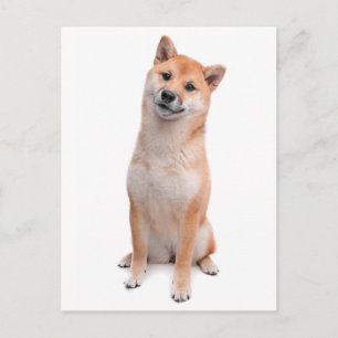 Shiba Inu Welpen-Hund Grüßkarte Postkarte