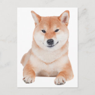 Shiba Inu Welpen-Hund Grußpostkarte Postkarte