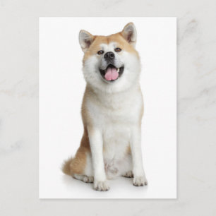 Shiba Inu Welpen-Hund Grußpostkarte Postkarte