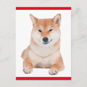 Shiba Inu Welpen-Hund Grußpostkarte Postkarte