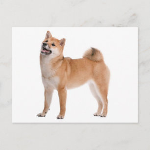 Shiba Inu Welpen-Hund Grußpostkarte Postkarte