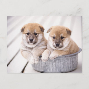 Shiba Inu Welpen in Aluminiumwanne Postkarte