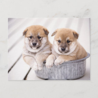 Shiba Inu Welpen in Aluminiumwanne Postkarte
