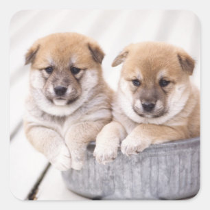 Shiba Inu Welpen in Aluminiumwanne Quadratischer Aufkleber