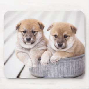 Shiba Inu Welpen in der Aluminiumwanne Mousepad