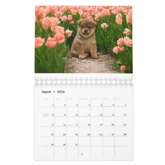 Shiba Inu Welppies Kalender (Mär 2026)