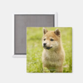 Shiba-ken-Welpe Magnet (Vorderseite/Rückseite)