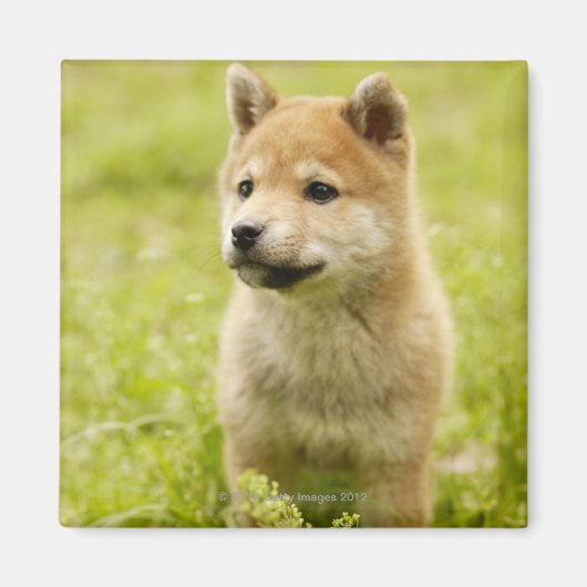 Shiba-ken-Welpe Magnet (Vorne)