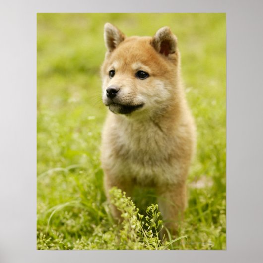 Shiba-ken-Welpe Poster (Vorne)