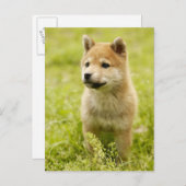 Shiba-ken-Welpe Postkarte (Vorne/Hinten)