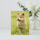 Shiba-ken-Welpe Postkarte (Stehend Vorderseite)