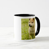 Shiba-Ken Welpe Tasse (VorderseiteRechts)