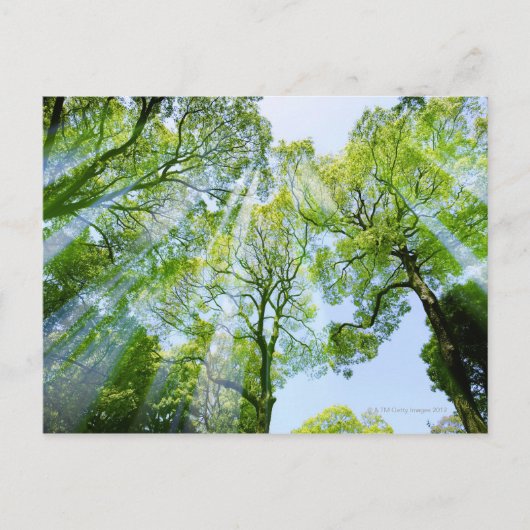 Shibuya-ku, Tokio, Japan Postkarte (Vorderseite)