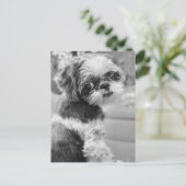 Shih Tau Girl Postcard Postkarte (Stehend Vorderseite)