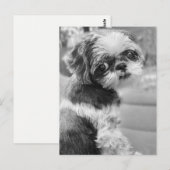 Shih Tau Girl Postcard Postkarte (Vorne/Hinten)