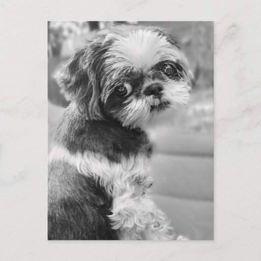 Shih Tau Girl Postcard Postkarte (Vorderseite)