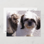 Shih Tsu Puppy Postcard Postkarte (Vorne/Hinten)