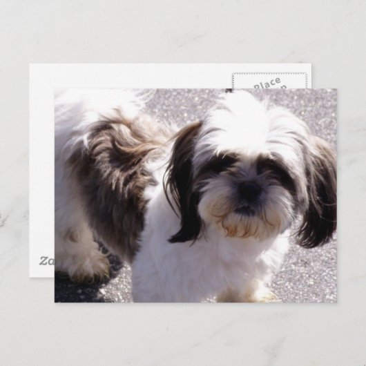 Shih Tsu Puppy Postcard Postkarte (Vorne/Hinten)