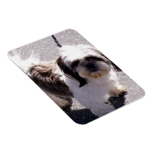 Shih Tsu Puppy Premium Magnet (Rechte Seite)