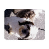 Shih Tsu Puppy Premium Magnet (Horizontal)