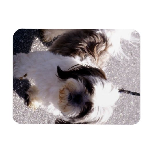 Shih Tsu Puppy Premium Magnet (Horizontal)