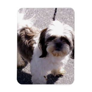 Shih Tsu Puppy Premium Magnet