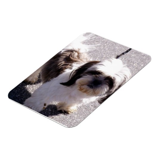 Shih Tsu Puppy Premium Magnet (Linke Seite)