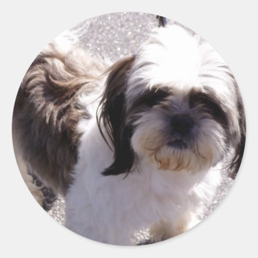 Shih Tsu Welppy Stickers (Vorderseite)