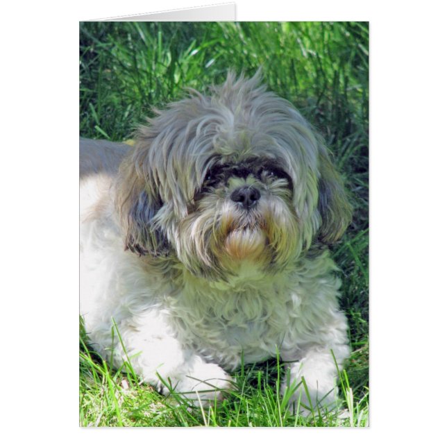 shih tzu (Vorne)