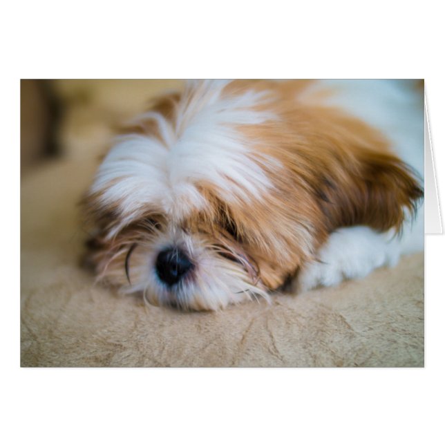 Shih Tzu (Vorderseite (Horizontal))